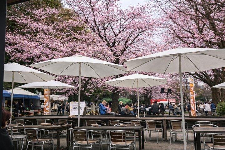靖国神社柴犬散歩 東京の静かな一面を探る