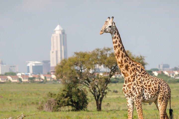 Nairobi Airport Layover Tour mit Nationalpark & Giraffenzentrum