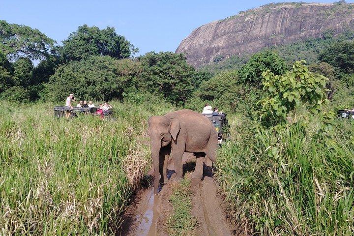 De Kandy : Sigiriya Rock & Elephant Safari Excursion privée d'une journée