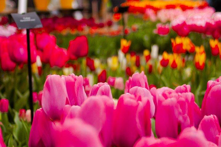 Private Excursion to Keukenhof gardens