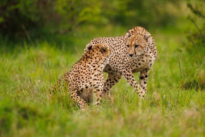 Nairobi National Park Tour