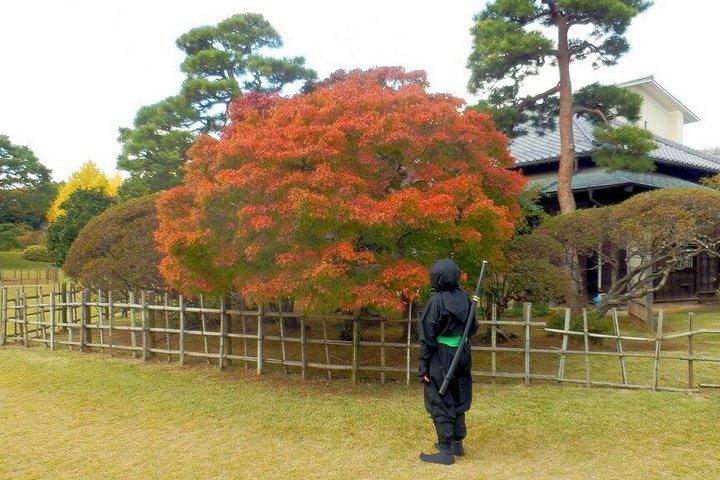Ninja Explores Old Samurai Residences in Sakura