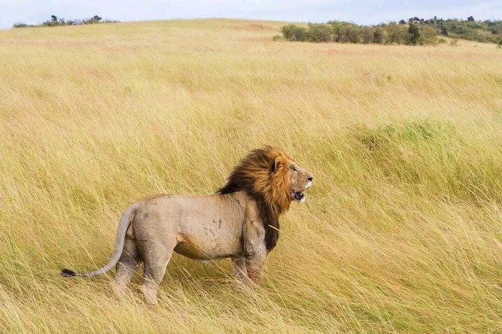 2 Days One Night Golden Mikumi Safari Adventure from Zanzibar
