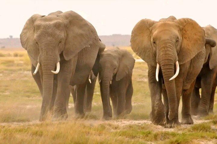 2 Days One Night Golden Mikumi Safari Adventure from Zanzibar