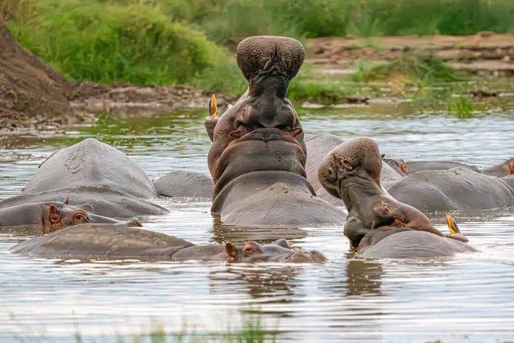2 Days One Night Golden Mikumi Safari Adventure from Zanzibar
