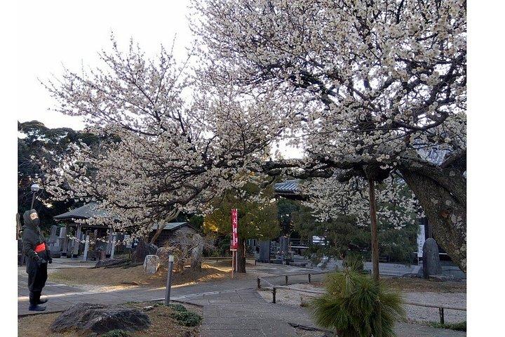 Ninja Explores Old Samurai Residences in Sakura