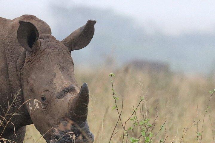 3泊4日マサイマラとナクル湖グループサファリ