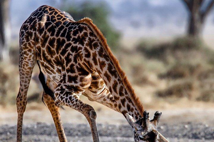 3泊4日マサイマラとナクル湖グループサファリ