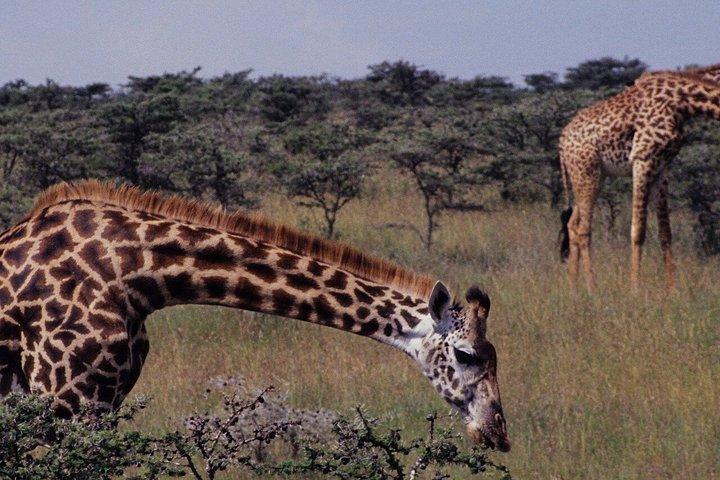 3泊4日マサイマラとナクル湖グループサファリ