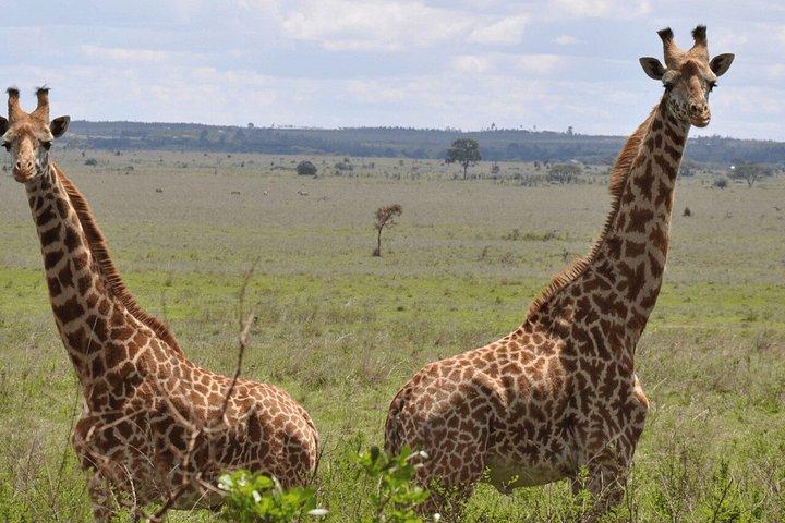 3泊4日マサイマラとナクル湖グループサファリ