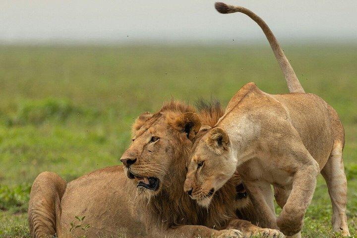 3泊4日マサイマラとナクル湖グループサファリ