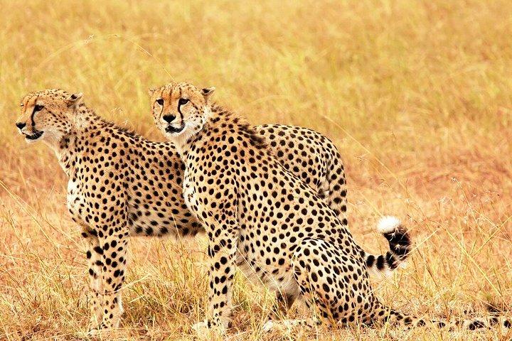 3泊4日マサイマラとナクル湖グループサファリ