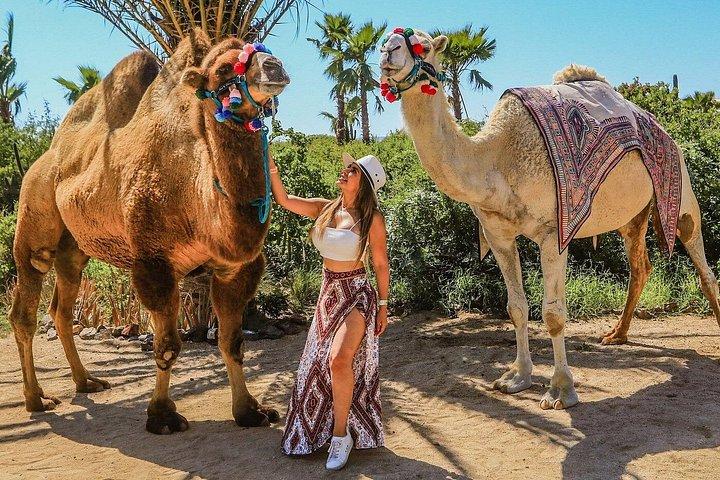 Cabo Dual Adventure: ATV Thrill + Camel Ride Bliss