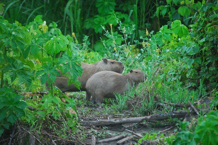 2 Day Manu National Park Adventure Experience