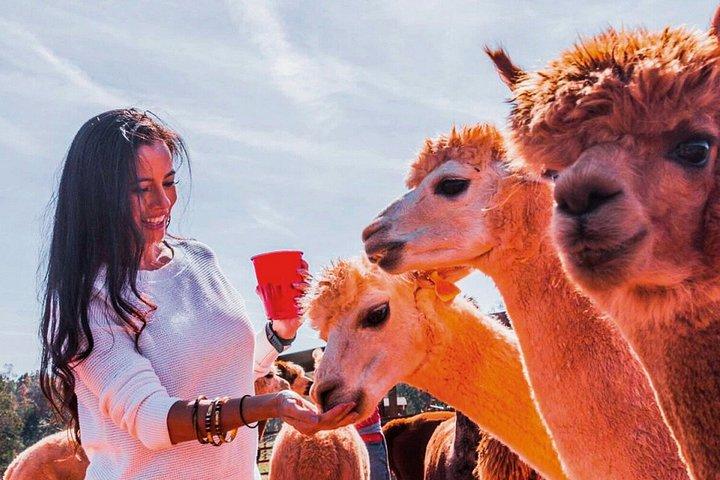 マチュピチュ3日ツアーLlamaピクニックと聖なる谷アドベンチャー