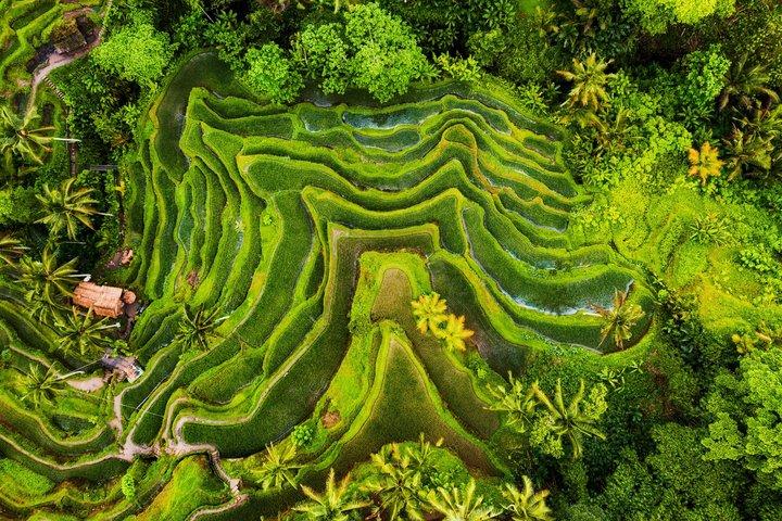 Det bedste ved Ubud: Monkey Forest, Hidden Waterfall & Temple