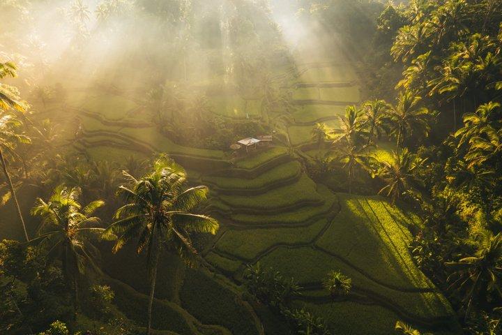 Ubud Bali Halvdagstur
