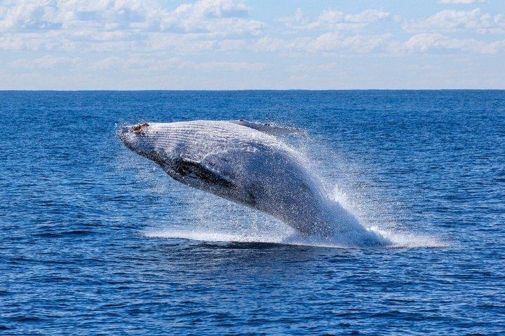 Whale Watching Cruise vanuit Reykjavík