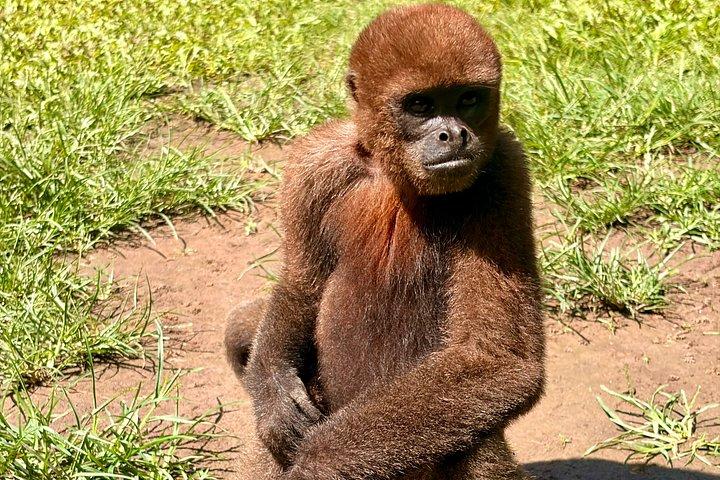 Iquitos : モンキーアイランドアドベンチャーなど終日