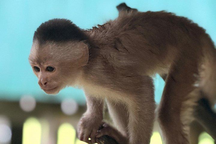 Iquitos : モンキーアイランドアドベンチャーなど終日