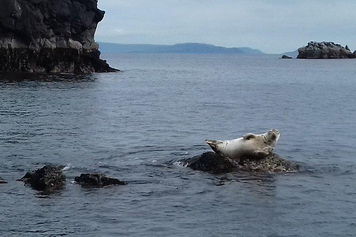 Dingle Boat Tours RIB Adventure Private