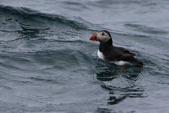 Dingle Boat Tours RIB Adventure Private