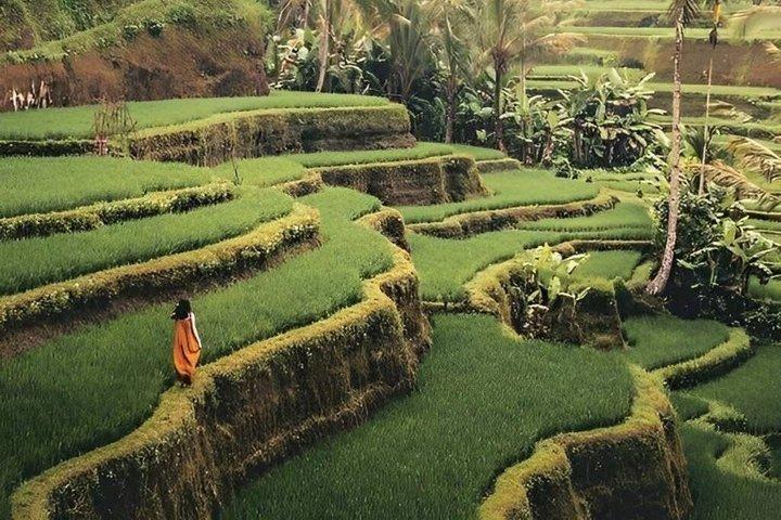 Tour privado de Ubud Cascadas, Templo y terraza de arroz Todo Incluido