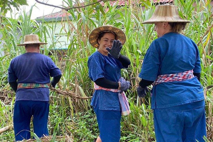 チェンマイ農場から食卓へ 北タイ料理教室