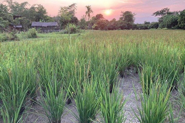 チェンマイ農場から食卓へ 北タイ料理教室