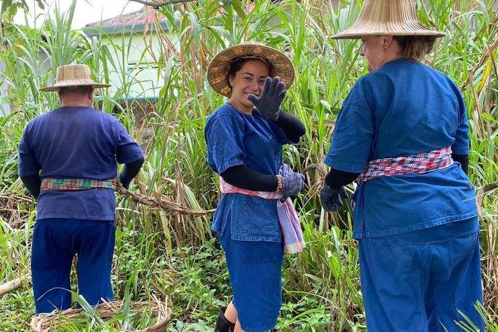 Nord thailandsk madlavningsklasse og gårdstur i Chiang Mai