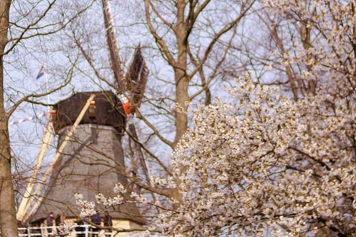 Private Excursion to Keukenhof gardens