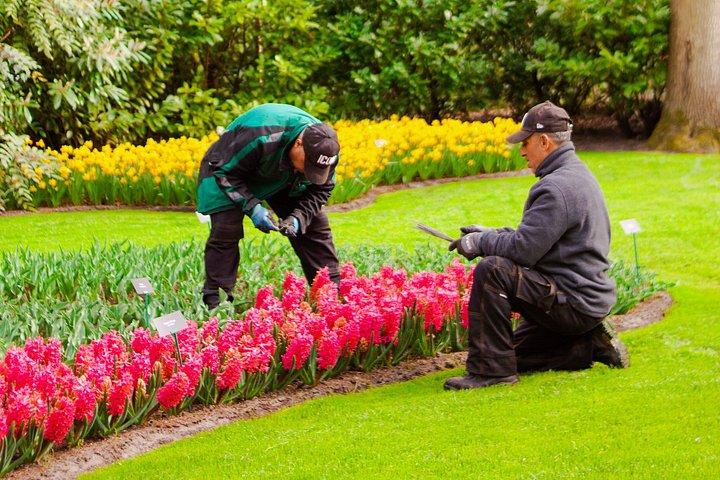 Private Excursion to Keukenhof gardens