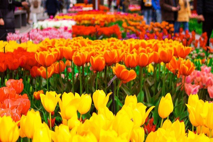 Private Excursion to Keukenhof gardens