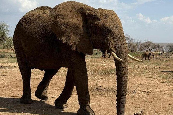 5 - Día Tarangire, Serengeti 2Noches, Ngorongoro y Manyara Gama media