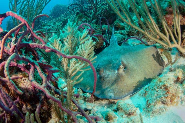 2 Tank guidad båt dykning resa till Eastpoint, Curaçao