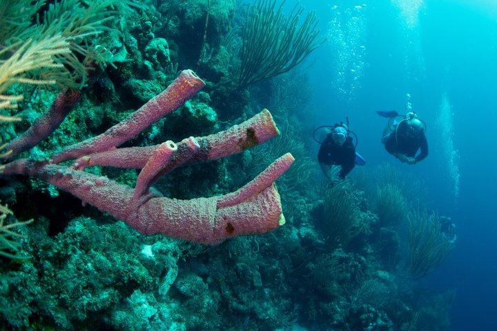 2 Tank guidad båt dykning resa till Eastpoint, Curaçao