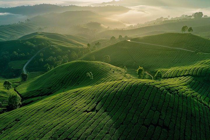 Tea Country Link: Private Taxi Transfer | Nuwara Eliya to Ella