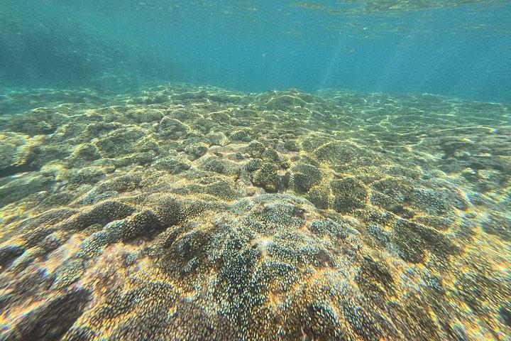 ワトゥルコの秘密のサンゴ礁でのシュノーケリングツアー