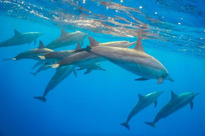 Tour de observação de golfinhos e snorkeling em Zanzibar