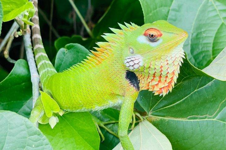 マングローブ、ワニ、鳥、サルとリバーサファリ弁当。
