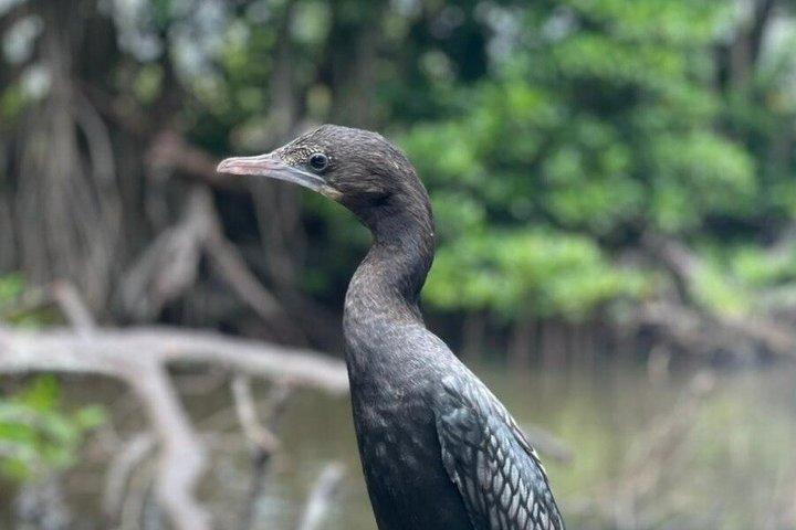 マングローブ、ワニ、鳥、サルとリバーサファリ弁当。