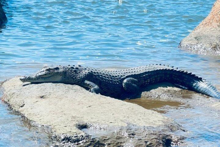 マングローブ、ワニ、鳥、サルとリバーサファリ弁当。