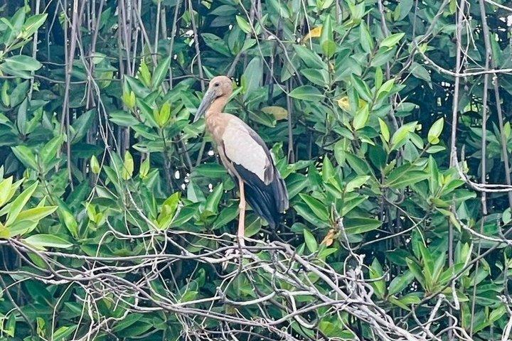マングローブ、ワニ、鳥、サルとリバーサファリ弁当。