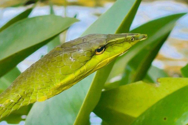 マングローブ、ワニ、鳥、サルとリバーサファリ弁当。