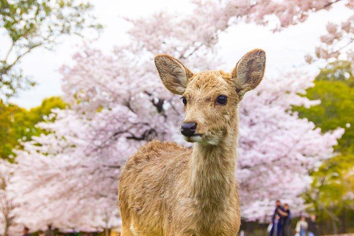 大阪発ベストオブ京都・奈良ハイライト日帰りツアー（7～9スポット）