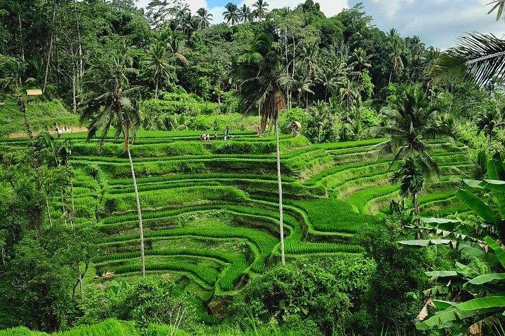 Miglior Ubud Highlight Cascata All Inclusive