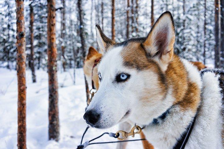 Rovaniemi : Husky- & Rentierfahrt mit Transfers