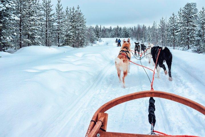 Rovaniemi : Husky- & Rentierfahrt mit Transfers