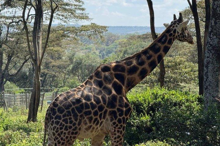 Visite d'une journée à Nairobi