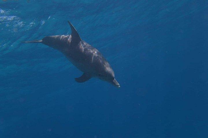 ハルガダでドルフィンハウス・スノーケリングクルーズでイルカと泳ぐ